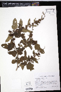 Triumfetta semitriloba image