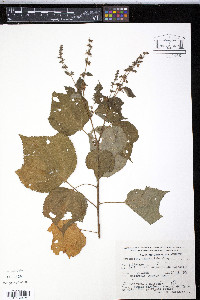Triumfetta semitriloba image