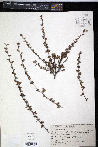 Turnera diffusa image