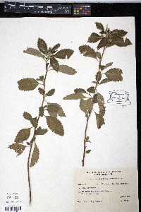 Turnera orientalis image