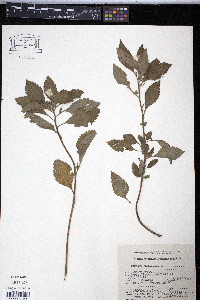 Turnera ulmifolia image
