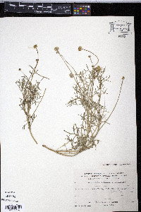 Media resource of Aaronsohnia factorovskyi