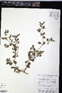 Acanthospermum australe image