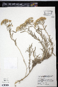 Media resource of Achillea cretica