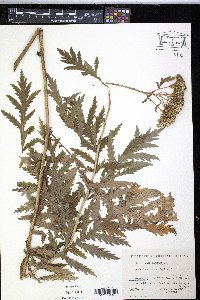 Achillea macrophylla image