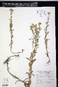 Achillea pyrenaica image