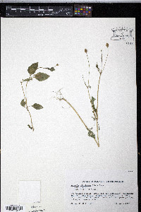Acmella uliginosa image