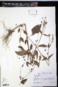 Acmella uliginosa image