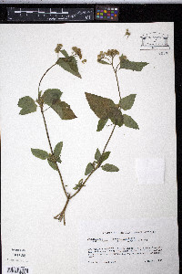 Ageratum conyzoides image