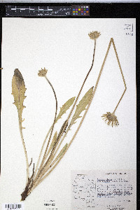 Agoseris glauca image