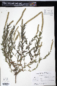 Ambrosia bidentata image