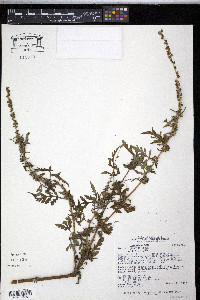 Ambrosia peruviana image