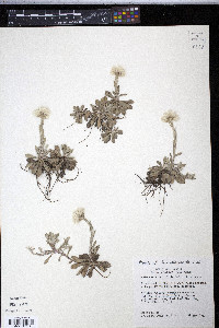 Antennaria parviflora image