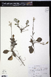 Antennaria plantaginifolia var. arnoglossa image