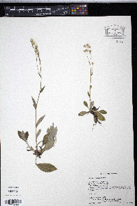 Antennaria racemosa image