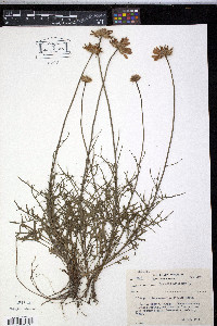 Anthemis altissima image
