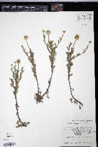 Anthemis arvensis image