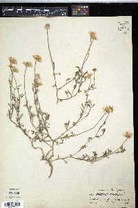 Anthemis arvensis image