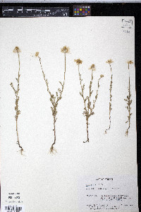 Anthemis cotula image