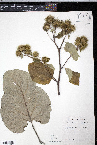 Arctium lappa image