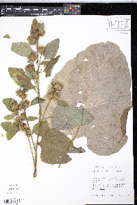 Arctium minus image