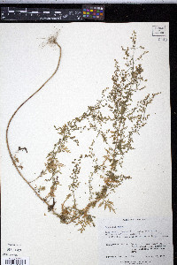 Artemisia annua image