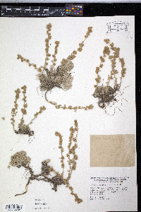 Artemisia pedemontana image