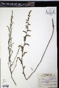 Artemisia campestris image