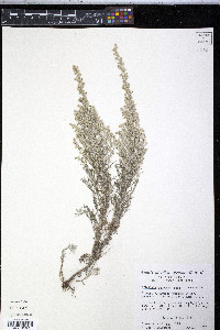 Artemisia carruthii image