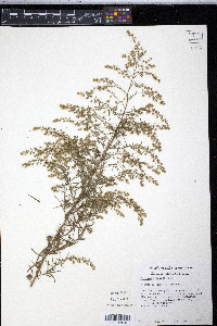 Artemisia glauca image