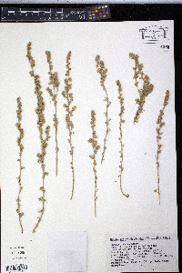 Artemisia pringlei image