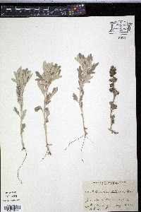 Artemisia stelleriana image