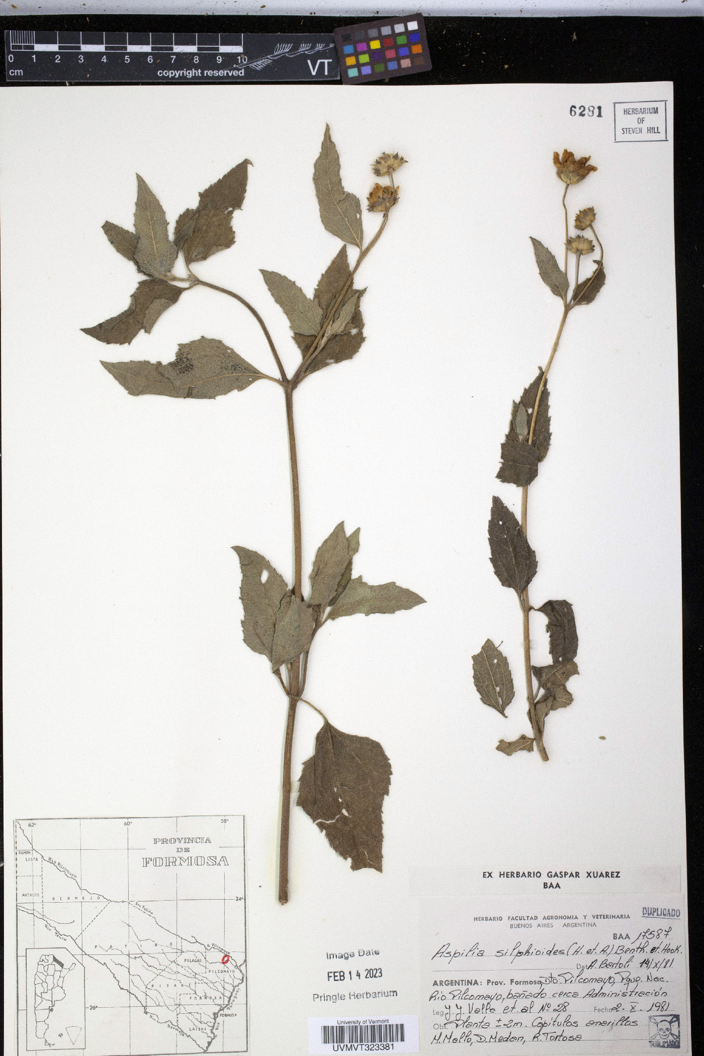 Aspilia silphioides image
