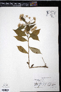 Aster acuminatus image