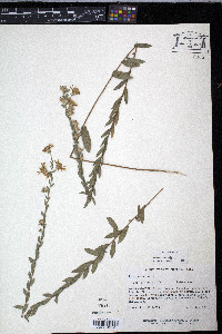 Aster concolor image