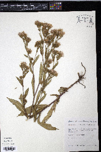 Symphyotrichum eatonii image