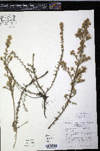 Symphyotrichum ericoides image