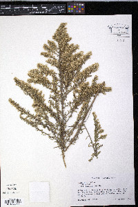 Symphyotrichum ericoides image