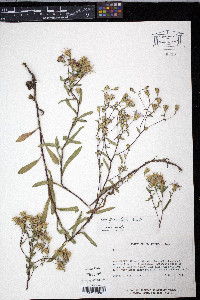 Aster gracilis image