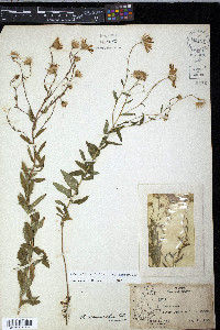 Aster nemoralis image