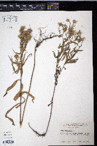 Symphyotrichum novi-belgii image
