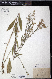Symphyotrichum oolentangiense image