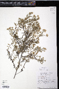 Symphyotrichum praealtum image
