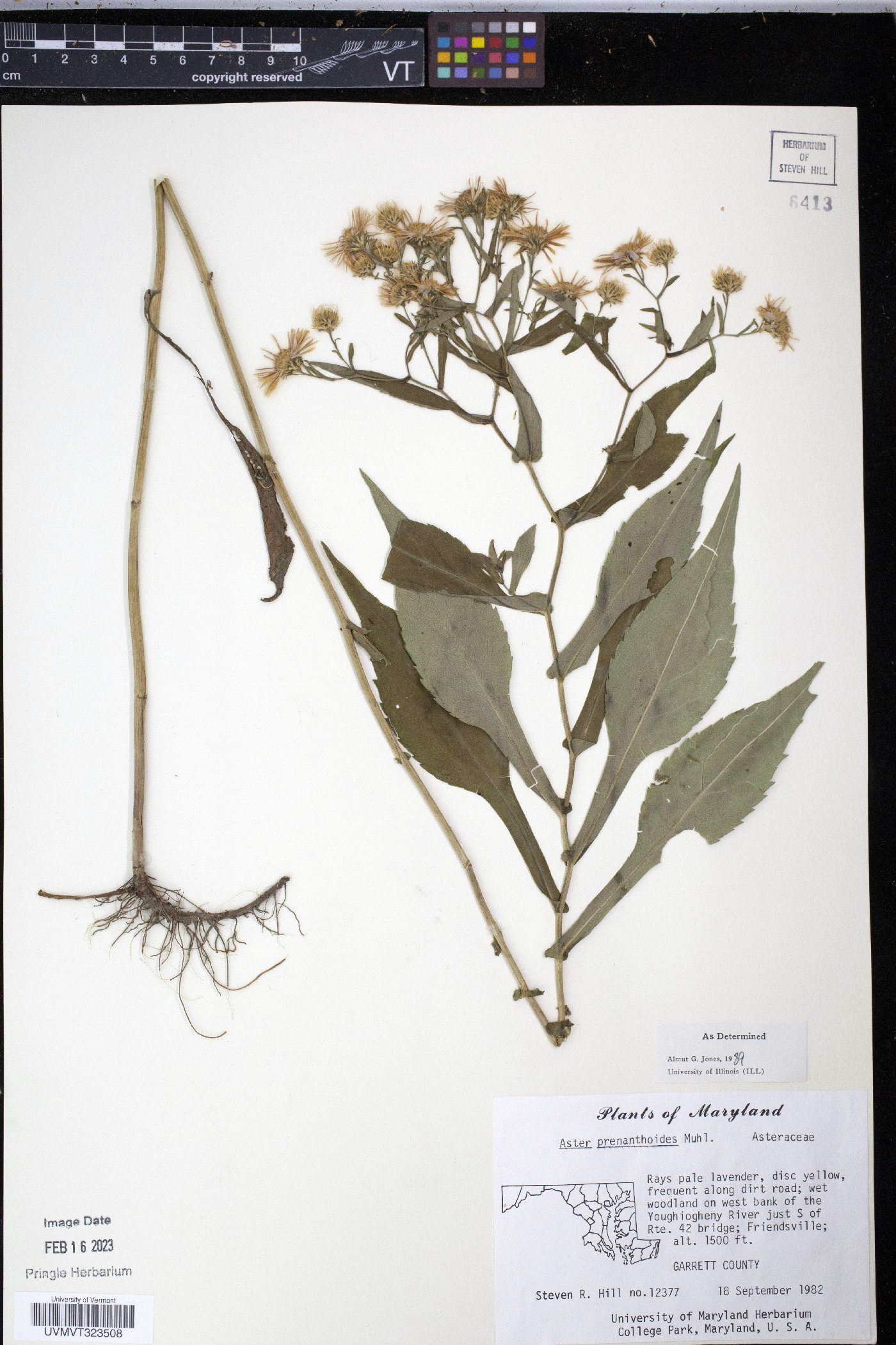 Symphyotrichum prenanthoides image