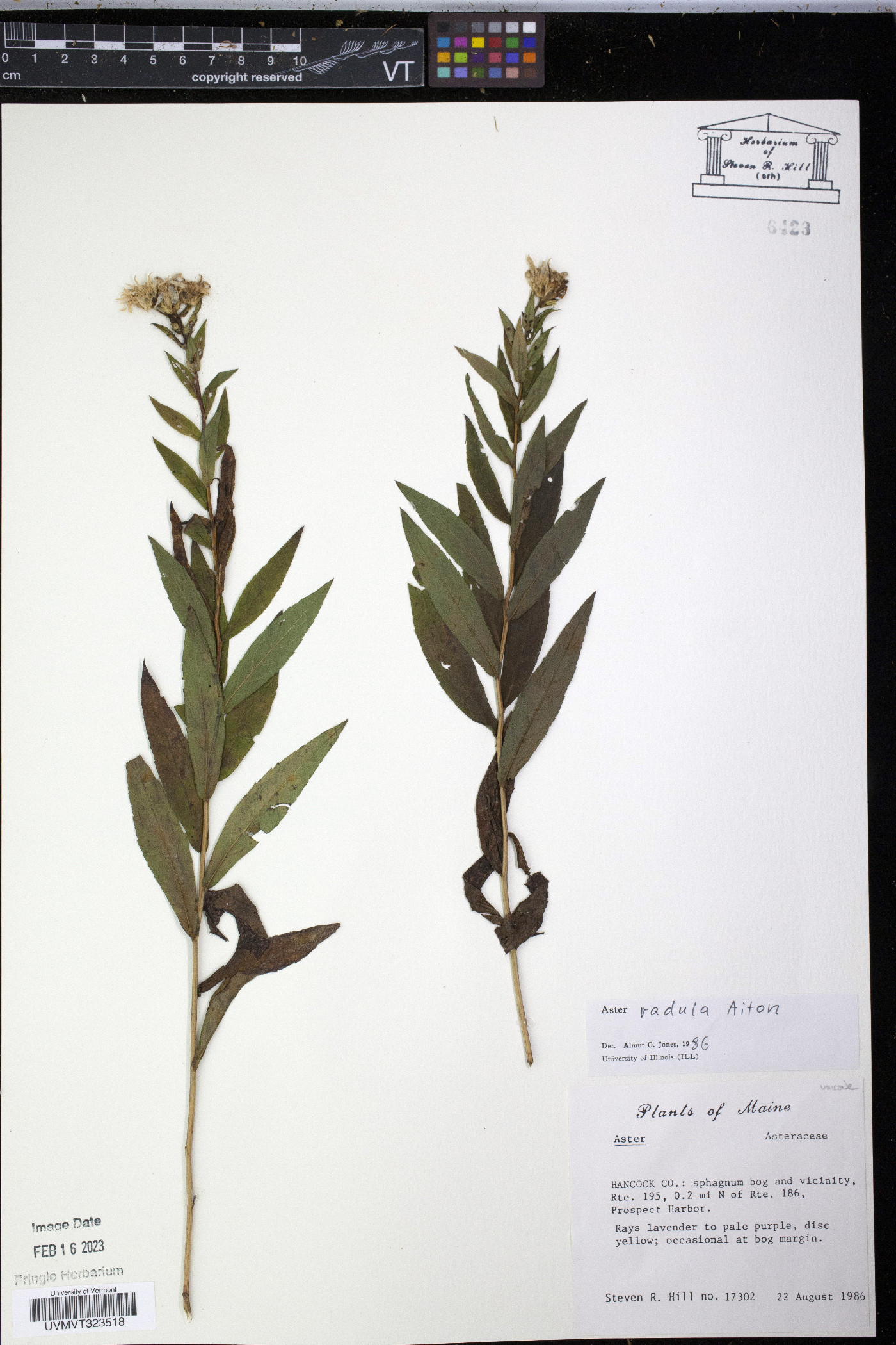 Aster radula image