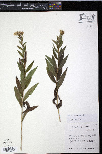 Aster radula image
