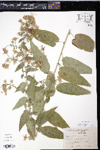 Symphyotrichum shortii image