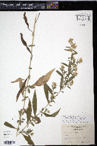 Symphyotrichum lanceolatum var. lanceolatum image