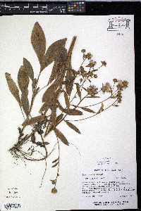 Aster spectabilis image