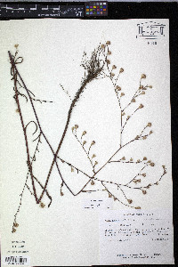 Symphyotrichum subulatum var. ligulatum image